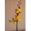 Orquídia Oncidium (1 vara de flors)