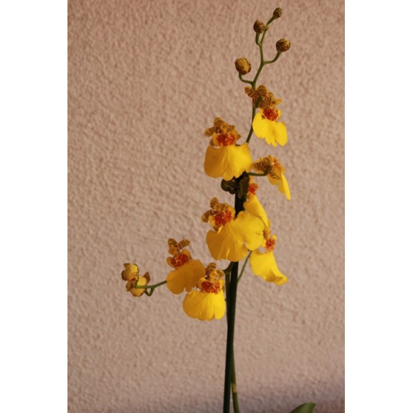 Compre Orquídea Oncidium em Germigarden