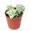 Cactos e suculentas variadas Mini cactus (vaso 5,5 cm ø)