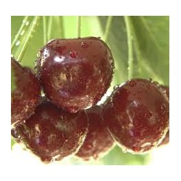 Cherry Sumburst