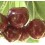 Cherry Sumburst