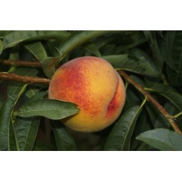 Pessegueiro Miraflores (pêssego da vinha)