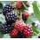 Blackberry ou blackberry (pote de 2 litros)