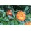 Flor de paper o bracteantha (test 13 cm ø)