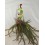 Rhipsalis Cruciformis (vaso 13 cm Ø)