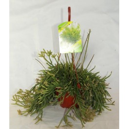 Rhipsalis Ewaldiana (vaso 13 cm Ø)