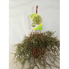 Rhipsalis Pilocarpa (vaso 13 cm Ø)