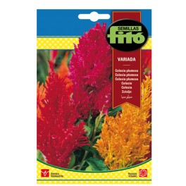 Llavor Celosia plumosa variada
