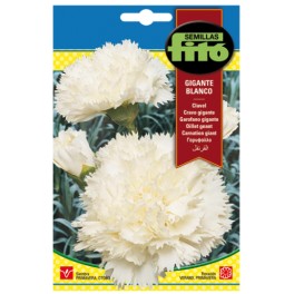 Llavor Clavell gegant blanc