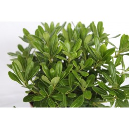 Pittosporum Tobira nana (test 19 cm ø)