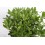 Pittosporum Tobira nana (test 19 cm ø)