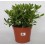 Pittosporum (test 15 cm ø)