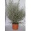 Pittosporum (test 15 cm ø)