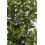 Eugenia (vaso 19 cm ø) (40 - 50 cm de altura)