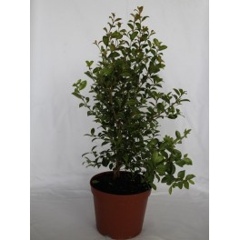 Eugenia (vaso 19 cm ø) (40 - 50 cm de altura)
