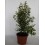 Eugenia (vaso 19 cm ø) (40 - 50 cm de altura)