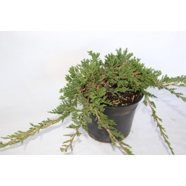 Juniperus Horizontalis Prince of Wales (test 18 cm ø)