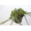 Juniperus Horizontalis Prince of Wales (test 18 cm ø)