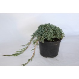 Juniperus Horizontalis Icee Blue (test 18 cm ø)