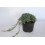Juniperus Horizontalis Icee Blue (test 18 cm ø)