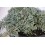 Juniperus Horizontalis Icee Blue (test 18 cm ø)