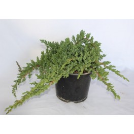Juniperus Procumbens Nana (maceta 18 cm ø)