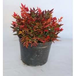 Nandina Domestica Gulf Stream (vaso 18 cm ø)