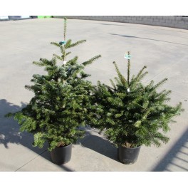 Abies Nordmanniana 