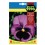 Swiss Giant Pansy Seed Violet Black Center