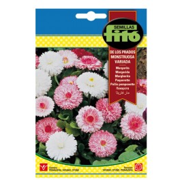 Llavor ornamental Margarita Gran Alaska blanca