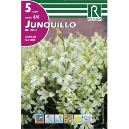 Bulbo de narciso a granel Rocalba (unidad)