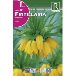 Bulbo de frittillaria imperialis
