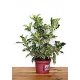 Photinia Pink Crispy (vaso de 23 cm Ø)