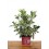 Photinia Pink Crispy (vaso de 23 cm Ø)