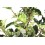 Pittosporum (test 15 cm ø)