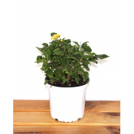 Lantana (maceta 13 cm ø)