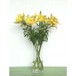 Lilium amarelo