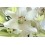 Lilium blanco