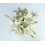 Lilium blanco