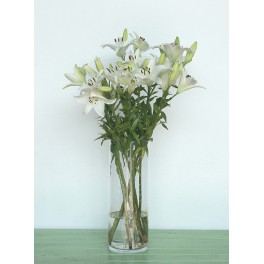 Lilium blanco