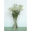 Lilium blanco