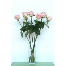 Rosa rosa