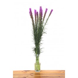 Liatris