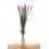 Liatris