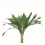 Aspidistra