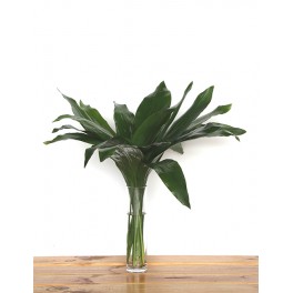 Aspidistra
