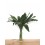 Aspidistra
