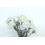 Ramo de Clavel Blanco