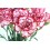 Ramo de Clavel Blanco y Rojo