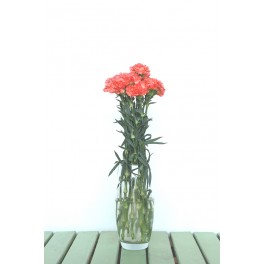 Ramo de Clavel Naranja